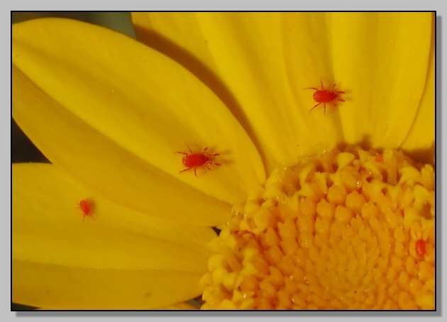 Il rosso e giallo (Thomisus onustus e Tetranychidae)